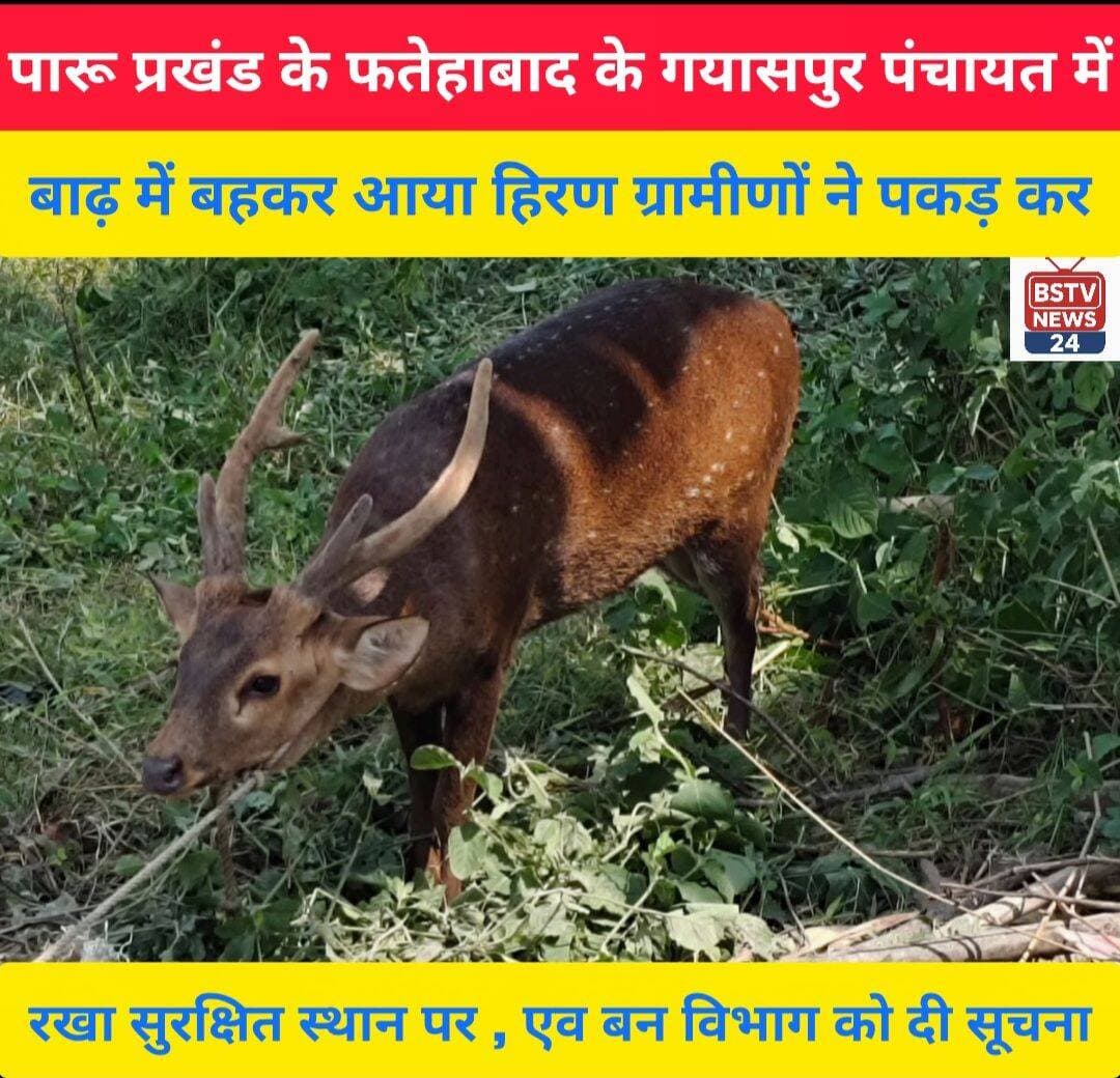 मुजफ्फरपुर जिले के पारू प्रखंड के फतेहाबाद के गयासपुर में बाढ़ में बहकर आया हिरण