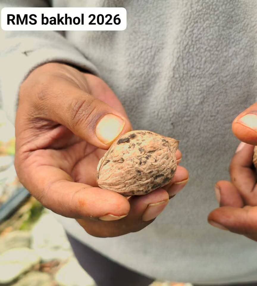 🌰 देखिए इस अखरोट की क्वालिटी!
अखरोट इतना शानदार है कि पहली नजर में ही इसकी क्वालिटी पता चल जाती है।
सबसे खास बात देखिए—इसके ऊपर पत्ती बिल्कुल नहीं है और अखरोट पूरी तरह तैयार है।
अब देखिए इसकी असली खासियत…
मैं इसे किसी औजार से नहीं, सिर्फ हाथ से तोड़कर दिखा रहा हूँ।
देखिए… टूट गया! 😲
ये देखिए—पूरा अखरोट हाथ से ही टूट रहा है।
और अंदर की गिरी भी देखिए, कितनी अच्छी और साफ है।
ऐसा अखरोट, जो हाथ से आसानी से टूट जाए—वाकई शानदार क्वालिटी है।
यह वैरायटी कश्मीर से आई थी और इसका रिजल्ट देखने लायक है।
अब आपको इसका एक और अखरोट दिखाता हूँ…
ये देखिए! 🌰🔥