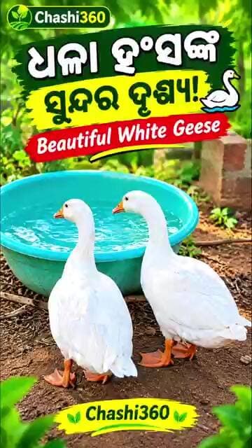 🐦 ଦେଖନ୍ତୁ ଧଳା ହଂସଙ୍କ ସୁନ୍ଦର ଦୃଶ୍ୟ! 🦢💧 | Beautiful White Geese | Chashi360