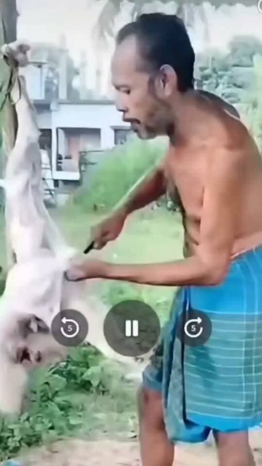 বনিক্য চৌমুনি পঞ্চায়েত টিলা এলাকায় প্রকাশ্যে সারমেয়ের মাংস বিক্রির অভিযোগ, ভিডিও ভাইরাল।।
বনিক্য চৌমুনি পঞ্চায়েত টিলা এলাকায় প্রকাশ্যে একটি সারমেয়কে কেটে তার মাংস বিক্রি করার অভিযোগ উঠেছে এক ব্যক্তির বিরুদ্ধে। ঘটনাটির একটি ভিডিও ইতিমধ্যেই সামাজিক মাধ্যমে ভাইরাল হয়েছে।