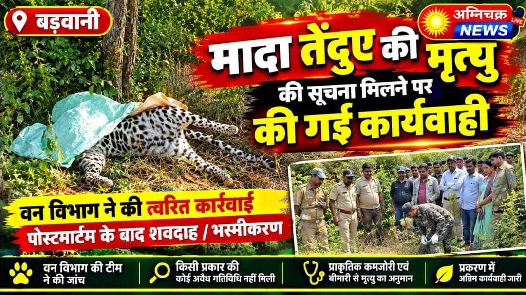 #badwani मादा तेंदुए की संदिग्ध मौत, पीएम के बाद अन्तिम क्रिया संपन्न। #azharuddinmansuri