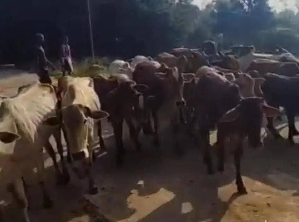 धमतरी में गौ तस्करी करते 3 गिरफ्तार: ओडिशा ले जा रहे 32 मवेशियों को पुलिस ने छुड़ाया, क्रूरता का आरोप