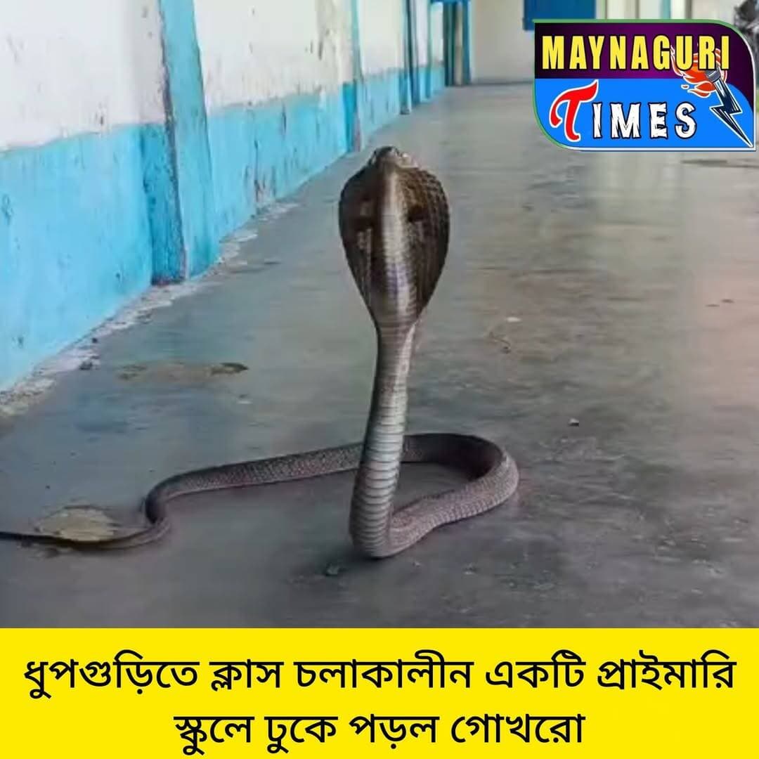 <nis:link nis:type=tag nis:id=ধুপগুড়িতে nis:value=ধুপগুড়িতে nis:enabled=true nis:link/> ক্লাস চলাকালীন একটি স্কুলে ঢুকে পড়ল গোখরো