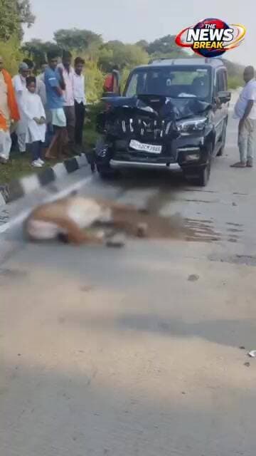 फोरलेन पर नीलगाय से टकराई तेज रफ्तार स्कार्पियो, बाल-बाल बचे पांच लोग,नीलगाय की मौके पर मौत