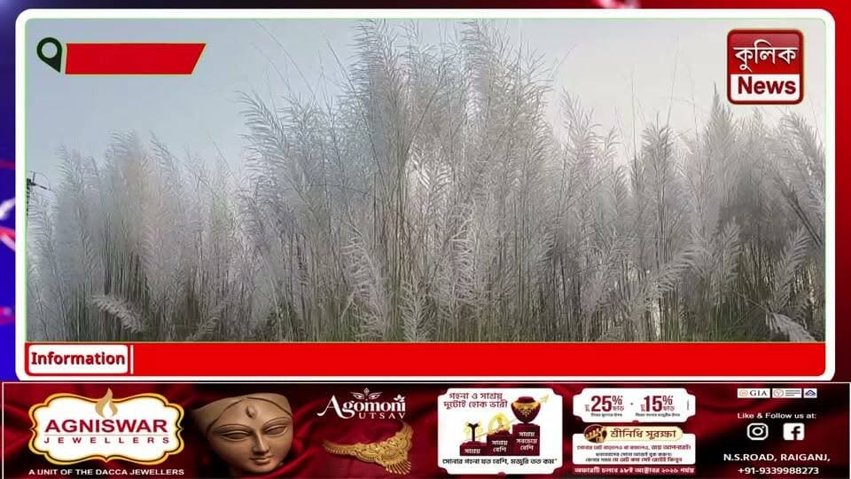 রায়গঞ্জ: কাশফুলের দোলায় শরতের আগমনী, উৎসবের আবহে ‘মা আসছেন’ !
#Raiganj #NorthDinajpur #Sharodotsav #DurgaPuja #Kashful #AutumnVibes