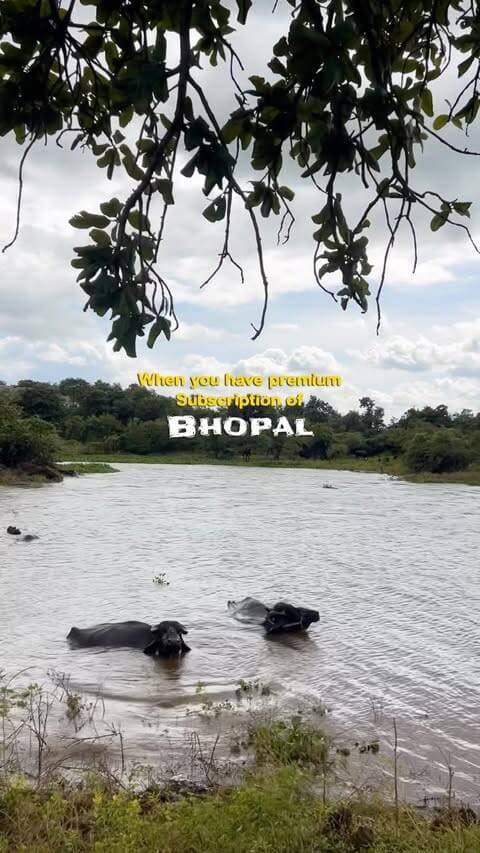 Some places in Bhopal honestly feel like they don’t even belong here.
The kind of views people travel to the North or South to experience, you can find them here too — to some extent. 🌿
You just need to learn to appreciate what Bhopal already has.💯
Just enjoy your premium subscription to Bhopal.
Guess the location guys….
#Bhopal #BhopalDiaries #BhopalNature #MadhyaPradesh #bhopal