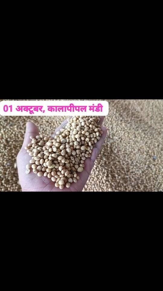 #viralreels #viralreelsvideo #trending #reelkarofeelkaro #mandibhavkalapipal