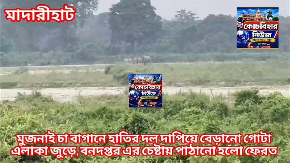 মুজনাই চা বাগান জুড়ে দাপিয়ে বেড়ালো হাতির দল,বনদপ্তরের চেষ্টায় ফেরত পাঠানো হল জঙ্গলে।