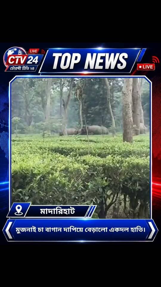মুজনাই চা বাগান দাপিয়ে বেড়ালো একদল হাতি।