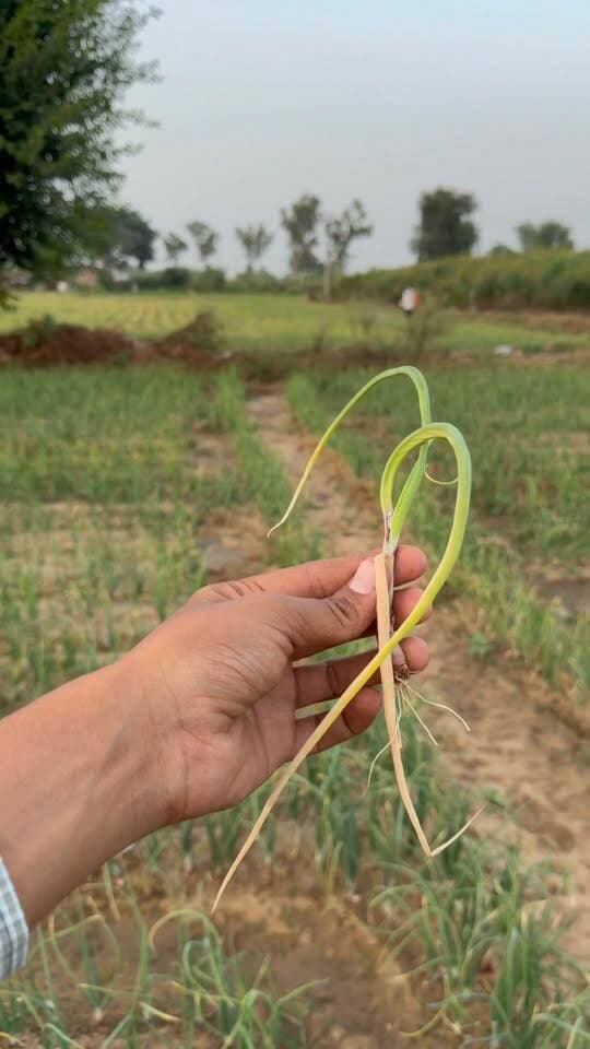 प्याज में अब होगा बड़ा नुकसान
#रील #अलवर #प्याज
