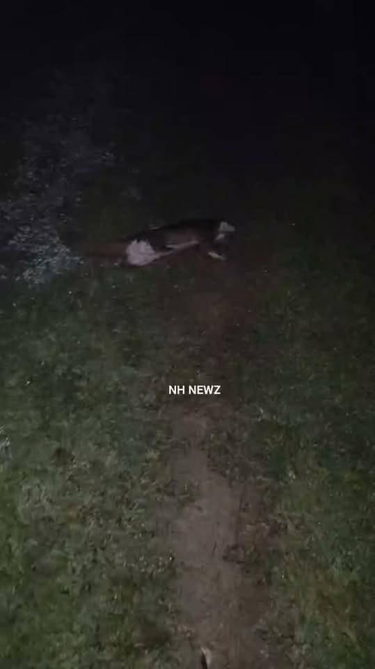 হাইলাকান্দির চিপরসাঙ্গনে উদ্ধার বিরল বনরুই
