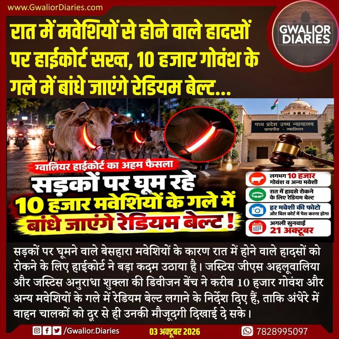 याचिकाकर्ता अंकित वशिष्ठ की ओर से सभी मवेशियों को बेल्ट पहनाने की जिम्मेदारी लेने के बाद कोर्ट ने एक सप्ताह का समय दिया है। अगली सुनवाई 21 अक्टूबर को होगी और याचिकाकर्ता को बेल्ट की खरीद की रसीदों के साथ हर उस मवेशी की फोटो भी पेश करनी होगी, जिसके गले में रेडियम बेल्ट लगाई गई है।