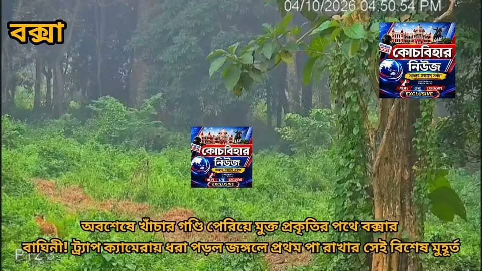 তখন রবিবার বিকাল ৪.৫০। ডুয়ার্স রানি খাঁচা ছেড়ে বক্সার ময়দানে নেমে পড়লেন রাজত্ব করতে। ডুয়ার্সের রানীকে তো চেনেন?
গত ২ অক্টোবর কেন্দ্রীয় বন ও পরিবেশ মন্ত্রী ভুপেন্দ্র যাদব ও রাজ্যের মুখ্যমন্ত্রী বাঘিনীতে এনক্লোজার থেকে বক্সার জঙ্গলে উন্মুক্ত করলেও বাঘিনী এনক্লোজার ছেড়ে যায়নি। সেই বাঘিনী এখন ডুয়ার্সের জঙ্গলের রানী। তিনটে ছবিতেই রানীর জঙ্গল অভিষেকের নানা ভঙ্গি আছে। দেখুন। রবিবার বিকেলে এনক্লোজার ছেড়ে রানী জঙ্গলে চলে গেল, রাজত্ব করতে...