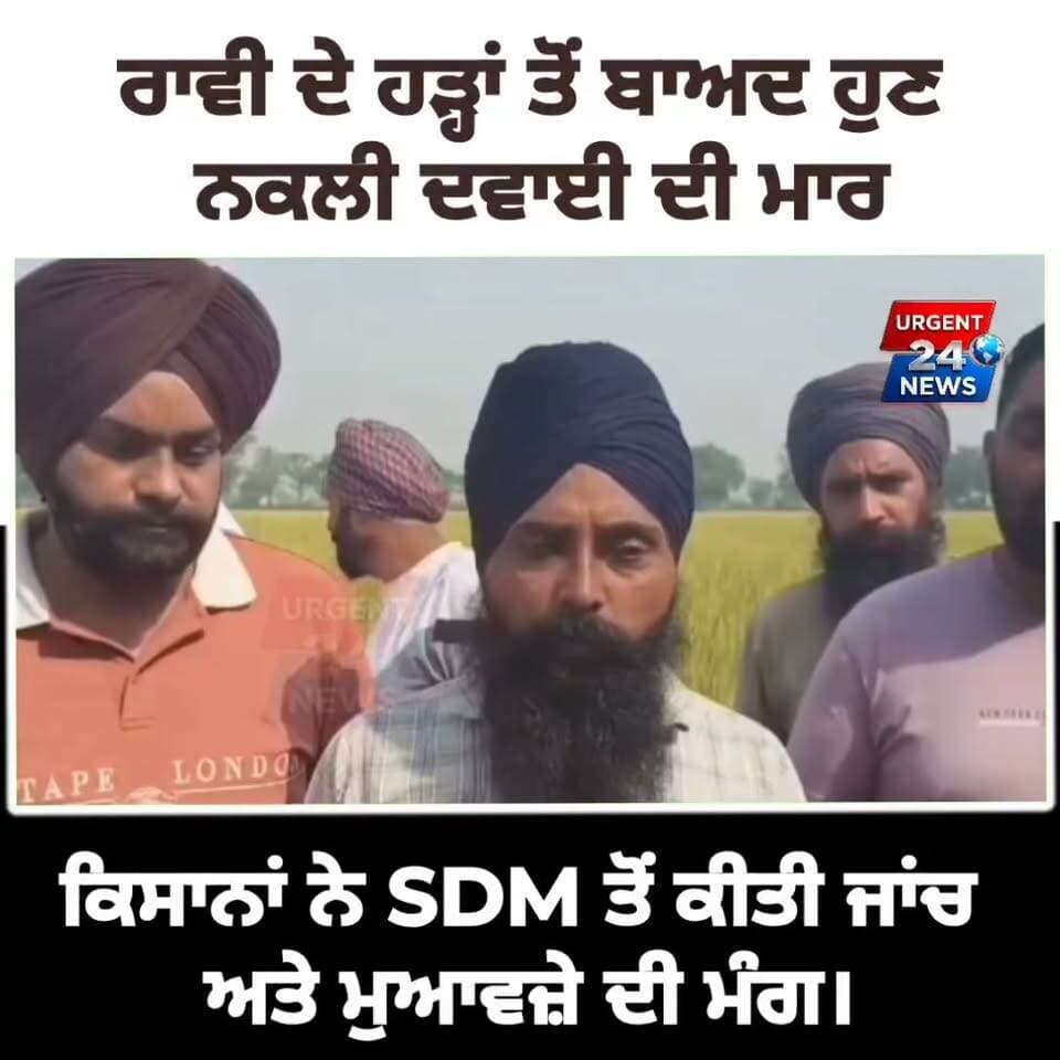 ਰਾਵੀ ਦੇ ਹੜ੍ਹਾਂ ਤੋਂ ਬਾਅਦ ਹੁਣ ਨਕਲੀ ਦਵਾਈ ਦੀ ਮਾਰ! ਕਿਸਾਨਾਂ ਨੇ SDM ਤੋਂ ਕੀਤੀ ਜਾਂਚ ਅਤੇ ਮੁਆਵਜ਼ੇ ਦੀ ਮੰਗ।
#DeraBabaNanak #FarmerNews #PunjabFarmers #CropDamage #ShahpurJajan #PunjabNews #KisanEktazindabad #AgriculturePunjab #BreakingNewsPunjab #PR128Paddy #SDMDeraBabaNanak #PunjabAgriculture