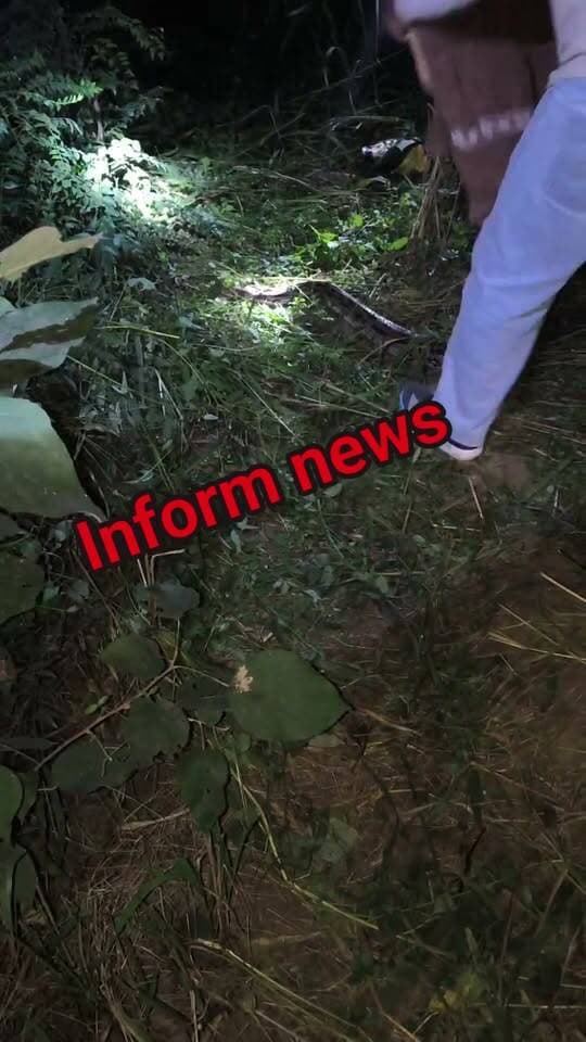वन परिक्षेत्र झंडूता के अंतर्गत वन बीट झबोला में स्थानीय लोगों की सूचना पर वन विभाग की टीम ने एक अजगर (रॉक पाइथन) का सफलतापूर्वक रेस्क्यू किया। अजगर को सुरक्षित पकड़ने के बाद विभागीय टीम ने उसे पुनः जंगल में छोड़ दिया।