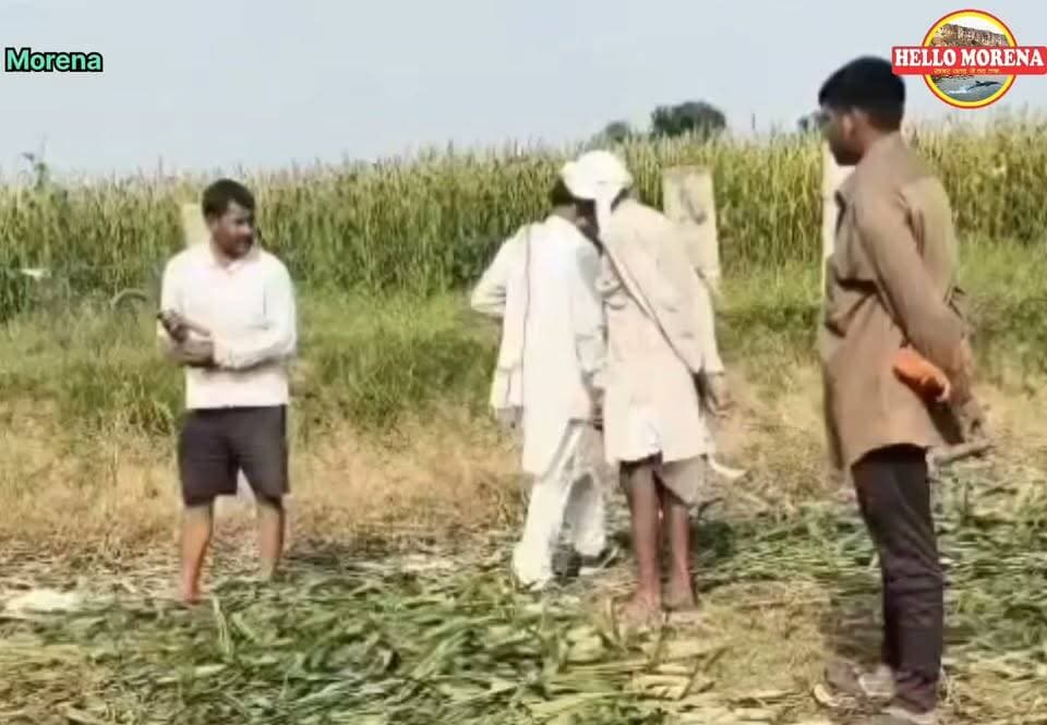निर्माण कार्यों में भृष्टाचार की शिकायत की तो धमकी देने खेत पर पहुंच गया सरपंच, बोला जैसे चाहे निपट लेना👇
मामला जौरा जनपद की ग्राम पंचायत पहावली का है। यहां के लोगों ने एक शिकायत में घटिया निर्माण और फर्जी मूल्यांकन के आधार पर काम से अधिक धनराशि निकालने की शिकायत की थी।