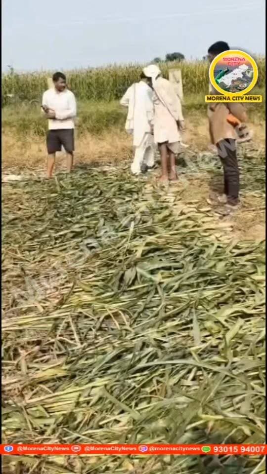 ग्रामीणों ने कलेक्टर से की सरपंच की शिकायत, तो धमकाने पहुंचा सरपंच,
ग्राम गड़ीखेड़ा पंचायत पहावली का मामला, “निपटने” की धमकी देने का आरोप; वीडियो सोशल मीडिया पर वायरल
मुरैना। जौरा तहसील क्षेत्र की ग्राम पंचायत पहावली के अंतर्गत आने वाले ग्राम गड़ीखेड़ा में ग्रामीणों द्वारा सरपंच की शिकायत कलेक्टर से किए जाने के बाद विवाद गहराने का मामला सामने आया है। आरोप है कि शिकायत से नाराज सरपंच ग्रामीणों के बीच पहुंचा और उन्हें धमकाते हुए “निपटने” की बात कही।
इस पूरे घटनाक्रम का एक वीडियो सोशल मीडिया पर वायरल हो रहा है। वीडियो में कथित तौर पर सरपंच ग्रामीणों से बातचीत करते हुए नजर आ रहा है। ग्रामीणों का आरोप है कि पंचायत से जुड़े मामलों को लेकर उन्होंने कलेक्टर के समक्ष शिकायत की थी, जिसके बाद सरपंच ने नाराजगी जताते हुए उन्हें धमकाया।
वायरल वीडियो सामने आने के बाद गांव में मामले को लेकर चर्चा तेज हो गई है। ग्रामीणों ने प्रशासन से पूरे मामले की निष्पक्ष जांच कराने की मांग की है।
#मुरैना #morena #सरपंच