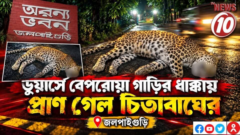 ডুয়ার্সে বেপরোয়া গাড়ির ধাক্কায় প্রাণ গেল চিতাবাঘের || জলপাইগুড়ি || #NewsUpdate #humanity #tvnews10 #Durgapur #DurgapurNews #বাংলার_খবর #BreakingNews #followerseveryone #followers #tvnews10 #localnews #follower #WestBengal #BreakingNews #LiveUpdate #BengalNews || website : www.tvnews10.com || https://public.app