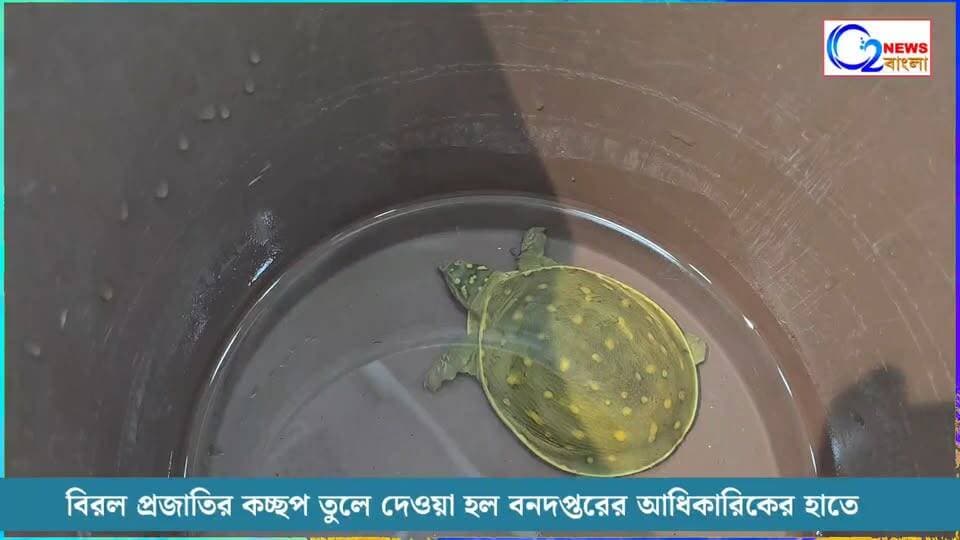 বিরল প্রজাতির কচ্ছপ তুলে দেওয়া হল বনদপ্তরের আধিকারিকের হাতে
#WildlifeRescue #TurtleRescue #WildlifeConservation #WestBengal #BirbhumDistrict
