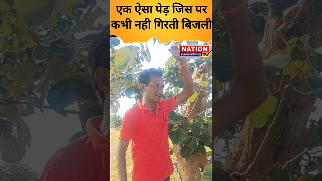 एक ऐसा पेड़ जिस पर कभी नही गिरती बिजली #tree #shorts #viral #viralshorts