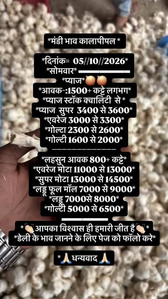 *मंडी भाव कालापीपल *
*दिनांक= 05//10//2026*
*सोमवार* ▬▬▬▬▬▬▬▬▬▬
*प्याज*🧅🧅
*आवक-:1500+ कट्टे लगभग*
*प्याज स्टॉक क्वालिटी से *
*प्याज सुपर 3400 से 3600*
*एवरेज 3000 से 3300*
*गोल्टा 2300 से 2600*
*गोल्टी 1600 से 2000*
–––––––––––––
*लहसुन आवक 800+ कट्टे*
*एवरेज मोटा 11000 से 13000*
*सुपर मोटा 13000 से 14500*
*लड्डू फूल मॉल 7000 से 9000*
*लड्डू 7000से 8000*
*गोल्टी 5000 से 6500*
▬▬▬▬▬▬▬▬▬
*👏🏻आपका विश्वास ही हमारी जीत है👏🏻*
*डेली के भाव जानने के लिए पेज को फॉलो करे*
*🙏🏻धन्यवाद 🙏🏻*
https://www.instagram.com/mandi_bhav_kalapipal?igsh=M2c5ZjgxdnV5eTdj&igsi=M2c5ZjgxdnV5eTdj&utm_source=qr
#viralreels #viralreelsvideo #trending #reelkarofeelkaro #mandibhavkalapipal