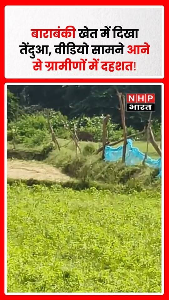 बाराबंकी। सुबेहा थाना क्षेत्र की ग्राम पंचायत शरीफाबाद के मोहली जंगल के आसपास तेंदुए की मौजूदगी की सूचना से ग्रामीणों में चिंता बढ़ गई है। सोमवार सुबह खेत में काम कर रहे रामजीत और उनके परिवार को कथित तौर पर तेंदुआ दिखाई दिया, जिसके बाद वे सुरक्षित स्थान की ओर चले गए।
ग्रामीणों ने तेंदुए का वीडियो भी बनाया, जो इलाके में चर्चा का विषय बना हुआ है। वन दरोगा अनुज सिंह ने तेंदुआ दिखाई देने की सूचना की पुष्टि करते हुए बताया कि वन विभाग की टीम मौके पर जांच कर रही है और उसकी गतिविधियों पर नजर रखी जा रही है।
ग्रामीणों ने वन विभाग से तेंदुए की तलाश कर उसे सुरक्षित पकड़ने की मांग की है। वन विभाग ने क्षेत्र में निगरानी बढ़ाते हुए लोगों से सतर्क रहने की अपील की है।
.
.
.
.
#Barabanki #Leopard #LeopardSighted #Subeha #BarabankiNews #Wildlife #ForestDepartment #ViralVideo #UPNews #NHPBharat