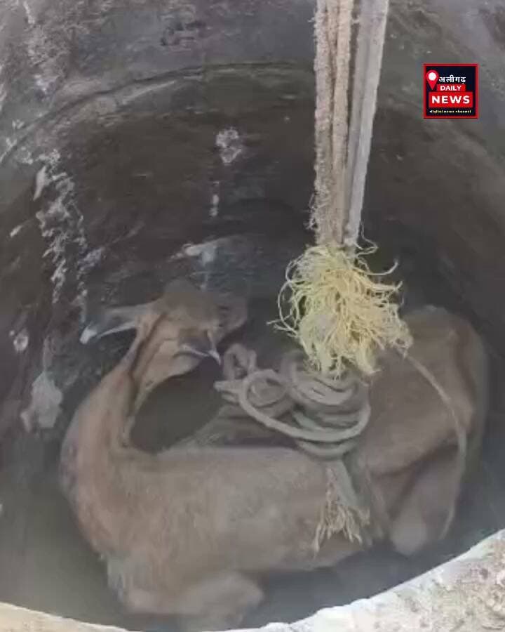 #अतरौली|| कुएं में गिरी नीलगाय, ग्रामीणों ने दिखाई मानवता; पूर्व प्रधान समेत ग्रामीणों ने घंटों रेस्क्यू कर सुरक्षित निकाला, जंगल में छोड़ा,अलीगढ़ के अतरौली क्षेत्र के थाना गोधा अंतर्गत अहरौली गांव में 5 अक्टूबर की रात एक नीलगाय अचानक कुएं में गिर गई। सूचना मिलते ही ग्रामीण मौके पर जुट गए और रेस्क्यू अभियान शुरू किया। पूर्व प्रधान धर्मवीर मनोज शर्मा ने ग्रामीणों को एकत्र कर नीलगाय को बाहर निकालने की जिम्मेदारी संभाली। रस्सियों और लकड़ी के सहारे कई घंटे की कड़ी मशक्कत के बाद नीलगाय को सकुशल कुएं से बाहर निकाल लिया गया। इस दौरान मनोज शर्मा, मोनू शर्मा, रूपेंद्र शर्मा और कपिल शर्मा समेत ग्रामीणों ने सहयोग किया। बाद में नीलगाय को सुरक्षित जंगल की ओर छोड़ दिया गया।
#Aligarh #Atrauli #NilgaiRescue #Humanity #ViralNews