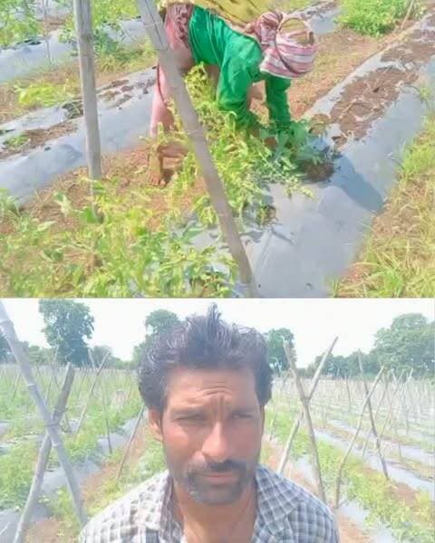 टांडा बरुड़ क्षेत्र के 70 से 80 किसानों ने कंपनी VNR प्रजाति 1064 का टमाटर लगाया जिसमें बीज की खराबी के कारण फ़सल बढ़ने की बजाय सिकुड़ती जा रही है, अन्य प्रजाति की टमाटर फ़सल स्वस्थ हैं, टमाटर की खेती में खर्च बहुत ज्यादा लगता है, प्रति एकड़ लगभग 70-80 ख़र्च के बाद बगैर उत्पादन पौधे उखाड़कर फेंक रहे किसान, जनसुनवाई में आवेदन देकर मांगा मुआवजा #khargone_family #khargone