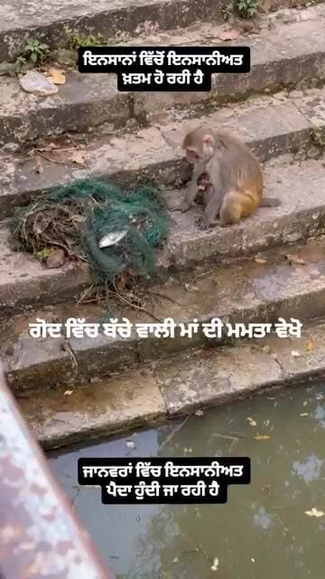 ਗੋਦ ਵਿੱਚ ਬੱਚੇ ਵਾਲੀ ਮਾਂ ਦੀ ਮਮਤਾ ਦੇਖੋ...।