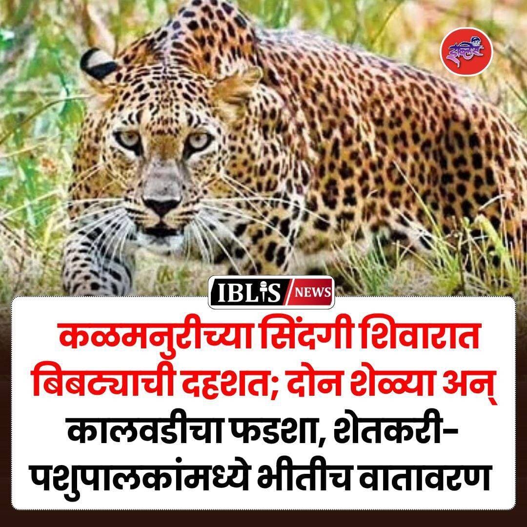 Hingoli News : कळमनुरीच्या सिंदगी शिवारात बिबट्याची दहशत; दोन शेळ्या अन् कालवडीचा फडशा, शेतकरी-पशुपालकांमध्ये भीतीच वातावरण
.
<nis:link nis:type=tag nis:id=hingoli nis:value=hingoli nis:enabled=true nis:link/> <nis:link nis:type=tag nis:id=hingolinews nis:value=hingolinews nis:enabled=true nis:link/> <nis:link nis:type=tag nis:id=kalamnuri nis:value=kalamnuri nis:enabled=true nis:link/> <nis:link nis:type=tag nis:id=bibtya nis:value=bibtya nis:enabled=true nis:link/> <nis:link nis:type=tag nis:id=iblisnews nis:value=iblisnews nis:enabled=true nis:link/>