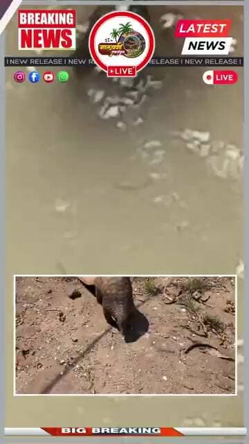 🐾 ग्रामस्थ अन् वनविभागाची तत्परता... विहिरीत पडलेल्या खवले मांजराला मिळाले नवजीवन! 🌿✨