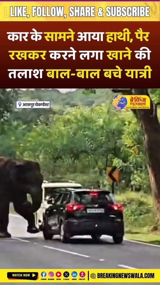 खाने की तलाश में कार तक पहुंचा जंगली हाथी और उस पर पैर रखकर कुछ तलाशने लगा जिससे कार का साइड मिरर टुटा, देखें! VIDEO
.
.
.
#Asanur #TamilNadu #Karnataka #WildElephant #ElephantAttack #ElephantVideo #ElephantEncounter #ViralVideo #Wildlife #WildlifeNews #Mysore #Coimbatore #AsanurCheckpost #ForestNews #ViralNews #BreakingNewsWala