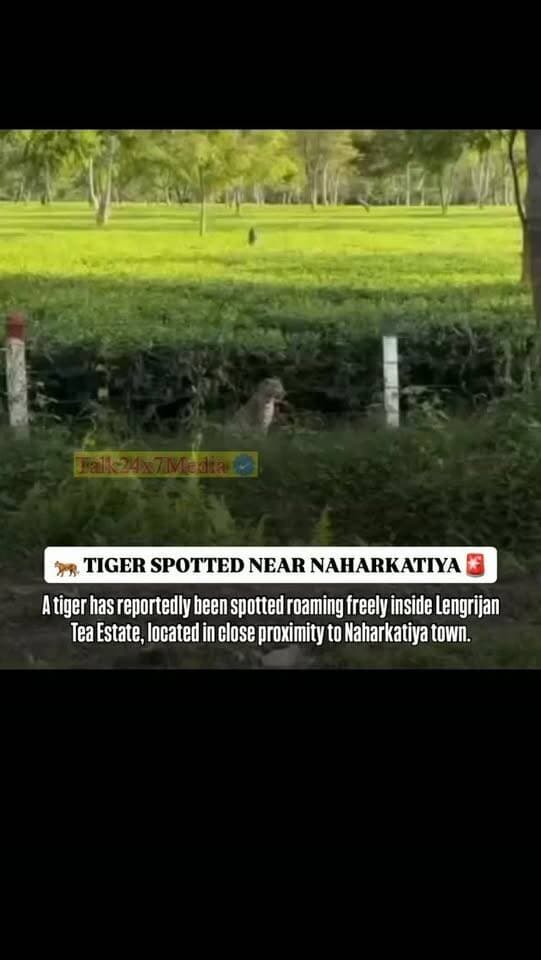 #NEWS|A tiger has reportedly been spotted roaming freely inside Lengrijan Tea Estate, located in close proximity to Naharkatiya town.
Residents living in and around the area are advised to remain alert and exercise caution. People are requested to avoid venturing into isolated areas and follow necessary safety precautions until further updates.
#Naharkatiya #LengrijanTeaEstate #TigerSighting #WildlifeAlert Assam SafetyAlert BreakingNews TinsukiaNews