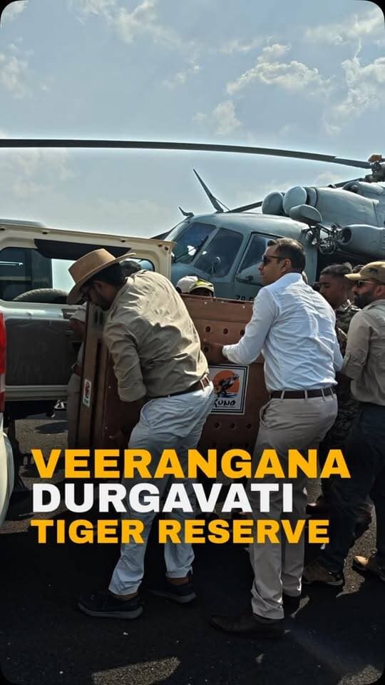 150 साल बाद बुंदेलखंड में चीतों की वापसी!
मुख्यमंत्री डॉ. मोहन यादव ने आज सागर के वीरांगना दुर्गावती टाइगर रिजर्व में 2 चीतों को वन में स्वच्छंद विचरण के लिए छोड़ा। कूनो और गांधी सागर के बाद यह प्रदेश का तीसरा चीता आवास बन गया है।
#CheetahProject #MadhyaPradesh #VeeranganaDurgavatiTigerReserve #Sagar #projectcheetah