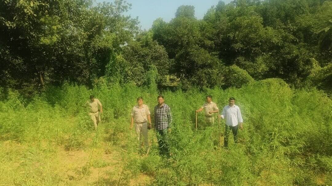 #कोटड़ा #पुलिस की बड़ी कार्यवाही,192 किलो गांजा के हरे पौधे जब्त #LatestNews #RajasthanNews #news