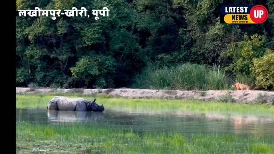 एक पास दिखाई दिया बाघ और गैंडा
#LatestNews
#UPNews
#lakhimpurkhirinews
#dudhwanationalpark