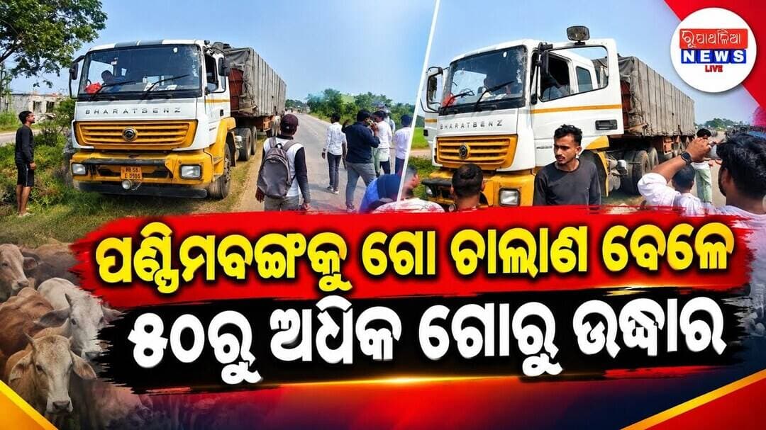ପଶ୍ଚିମବଙ୍ଗକୁ ଗୋ ଚାଲାଣ ବେଳେ ୫୦ରୁ ଅଧିକ ଗୋରୁ ଉଦ୍ଧାର ll BASTA NEWS @rupathalianews