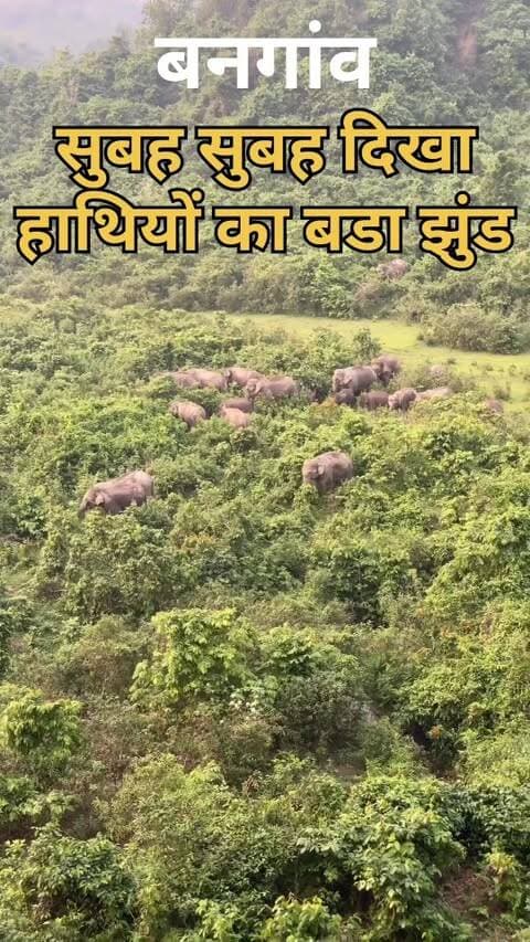 सुबह-सुबह कोतबा बनगांव में दिखा हाथियों का झुंड! 🐘 इलाके में मचा हड़कंप, ग्रामीणों में दहशत का माहौल
#कोतबा #बनगांव #हाथी #Jashpur #JashpurSipahi BreakingNews