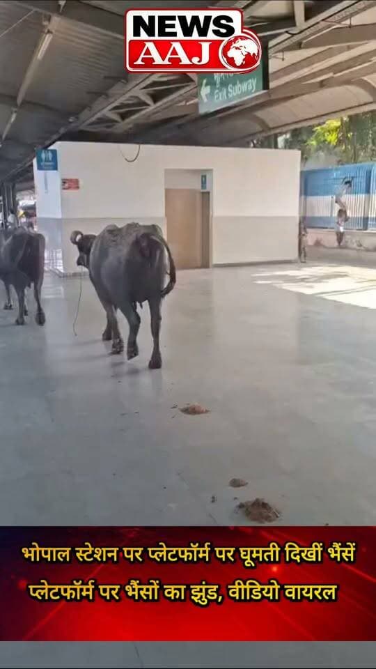 वर्ल्ड क्लास रेलवे स्टेशन की तस्वीरें देखकर हैरान रह जाएंगे! भोपाल के रानी कमलापति स्टेशन पर प्लेटफॉर्म में भैंसें!#Bhopal #RaniKamlapatiStation #RailwayStation #WorldClassStation #IndianRailways