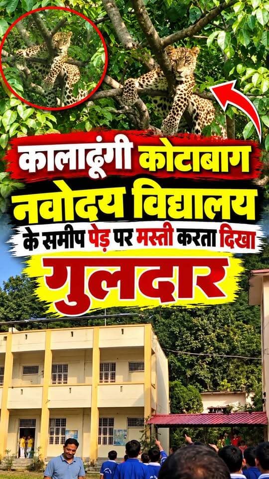 #कालाढूंगी #कोटाबाग के #राजीव_नवोदय विद्यालय के पास पेड़ में मस्ती करता दिखा गुलदार