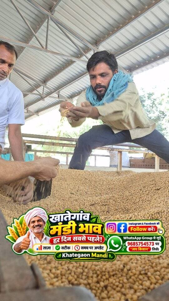 08 अक्टूबर 2026 | मंडी भाव | कृषि उपज मंडी खातेगांव, जिला-देवास (म.प्र.) Khategaon Mandi • मंडी भाव