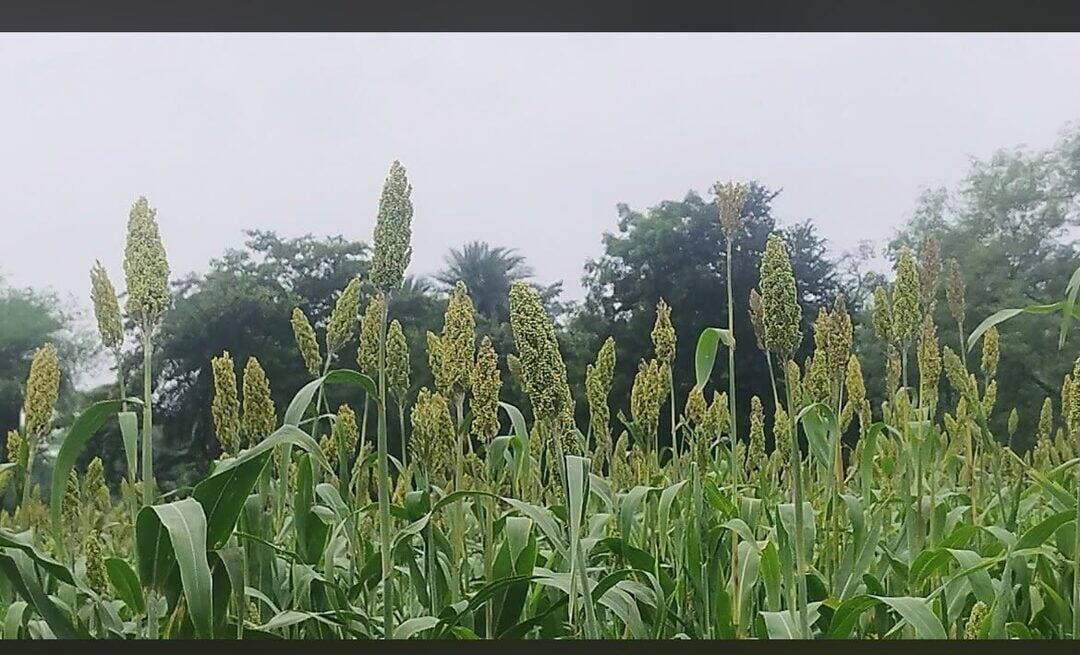 सेवा संकल्प अभियान 2026: सेवा की कहानी
बीना विकासखंड में ज्वार ने बदली किसानों की रंगत, फसल विविधीकरण से बढ़ीं नई संभावनाएं
फसल विविधीकरण की दिशा में बीना विकासखंड के किसान अब पारंपरिक फसलों के साथ नई एवं वैकल्पिक फसलों को अपनाकर खेती में नवाचार कर रहे हैं। इसी क्रम में किसानों द्वारा खरीफ मौसम में ज्वार की फसल की बोनी की गई, जो क्षेत्र में फसल विविधीकरण का एक अच्छा उदाहरण बनकर सामने आई है।
किसान राजाबाबू यादव, इंद्र सिंह ठाकुर, राजाराम सहित अन्य किसानों ने खरीफ में ज्वार की खेती को अपनाया। किसानों के अनुसार ज्वार की फसल इस वर्ष अच्छी स्थिति में है तथा फसल की बढ़वार और गुणवत्ता को देखते हुए अच्छे उत्पादन की उम्मीद है।
बीना क्षेत्र में जहां किसान औषधीय पौधों की खेती की ओर बढ़ रहे हैं, वहीं ज्वार, तिल जैसी वैकल्पिक फसलों को अपनाकर खेती में विविधता ला रहे हैं। इससे किसानों को एक ही फसल पर निर्भरता कम करने और आय के नए स्रोत विकसित करने का अवसर मिल रहा है।
वरिष्ठ कृषि विकास अधिकारी बीना अवधेश राय ने बताया कि जिस तरह क्षेत्र के किसान खेती में नवाचार करते हुए फसल विविधीकरण को अपना रहे हैं, उससे आने वाले समय में किसानों की आय में निरंतर वृद्धि की संभावनाएं हैं। उन्होंने कहा कि नई एवं लाभकारी फसलों को अपनाने से किसान खेती में अधिक सक्षम और आत्मनिर्भर बनेंगे तथा भविष्य में सफल किसान के रूप में आगे बढ़ सकेंगे।
कृषि विभाग के मार्गदर्शन में किसानों द्वारा अपनाया जा रहा यह फसल विविधीकरण मॉडल क्षेत्र के अन्य किसानों के लिए भी प्रेरणादायक है। ज्वार जैसी फसलों को खेती में शामिल करने से किसानों को बदलते कृषि परिवेश में नई संभावनाएं मिल रही हैं। किसानों का कहना है कि इस बार ज्वार की फसल बेहद अच्छी है और उन्हें बेहतर उत्पादन प्राप्त होने की उम्मीद है।
#SwachhataHiSeva #jansamparkMP #sagar