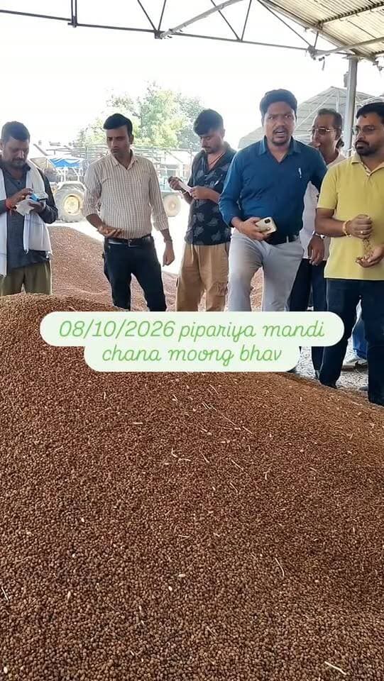 08/10/2026 pipariya mandi #viral #india #mandi #moong