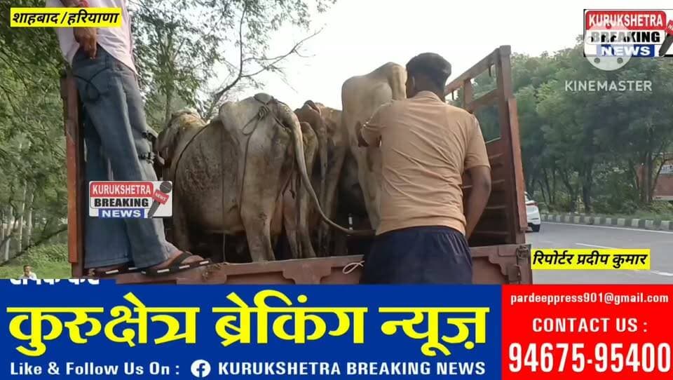 शाहाबाद पुलिस ने गायों की अवैध तस्करी के आरोप में महिंद्रा पिकअप चालक और परिचालक को गिरफ्तार किया है। पुलिस ने आरोपियों के कब्जे से मुक्त महिंद्रा पिकअप में ले जाई जा रही तीन गायों को बरामद किया है। मामले में आगामी कार्रवाई शुरू कर दी गई है