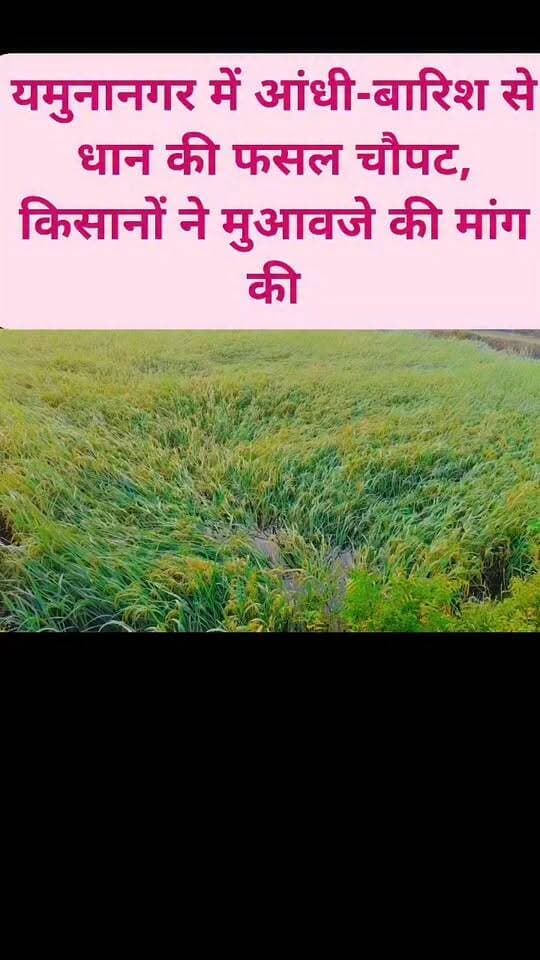 यमुनानगर में आंधी-बारिश से धान की फसल चौपट, किसानों ने मुआवजे की मांग की..!
#kisanektazindabaad