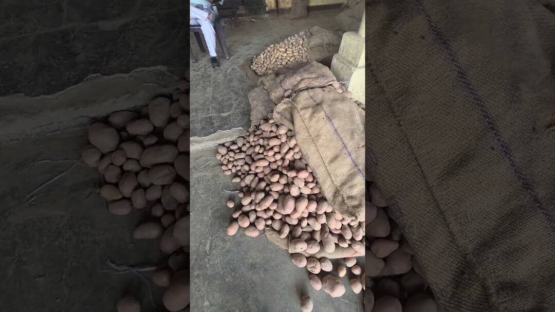 हॉलैंड आलू के भाव में बड़ी तब्दीली किसानों को सुनकर लग सकता हैँ बड़ा झटका #aalukabhav #viralvideo