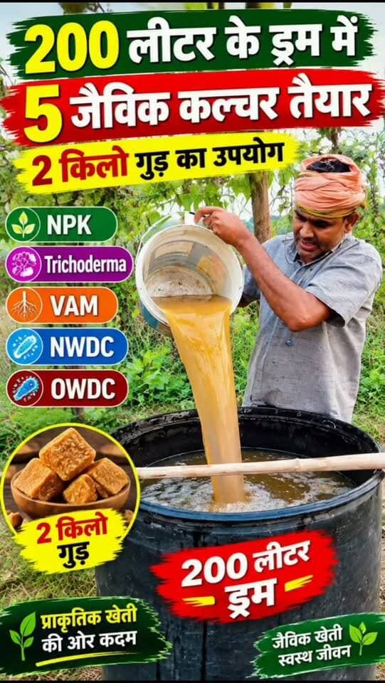 🌱 200 लीटर के ड्रम में 5 जैविक कल्चर तैयार!
NPK, Trichoderma, VAM, NWDC और OWDC के साथ 2 किलो गुड़ का उपयोग किया जा रहा है। प्राकृतिक खेती को बढ़ावा दें और मिट्टी को स्वस्थ बनाएं। 🌾
#प्राकृतिकखेती #जैविकखेती #NPK #Trichoderma #VAM