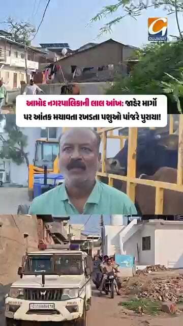 આમોદમાં રખડતા પશુઓ સામે પાલિકાની લાલ આંખ! મેગા ડ્રાઈવથી પશુમાલિકોમાં ફફડાટ,7 પશુઓ પાંજરાપોળે મોકલાયા