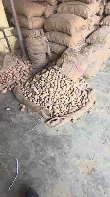 श्रीनाथ आलू का ताजा भाव कानपुर मंडी का #viralchallenge #reelsvideo