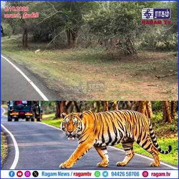 நீலகிரி: மாயார் பகுதியில் கம்பீரமாக சாலையைக் கடந்த புலி| #RAGAMNEWS